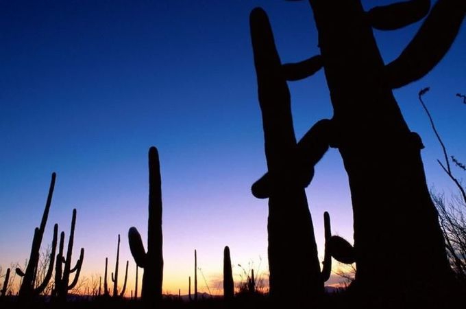 仙人掌国家公园 Saguaro national park 旅游攻略 仙人掌国家公园 Saguaro national park 旅游攻略